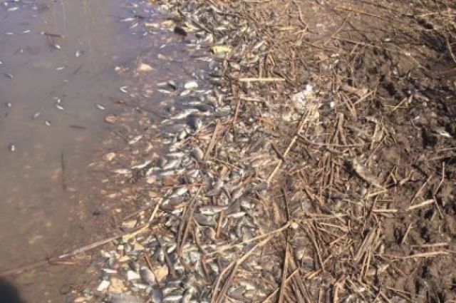 В Оренбургском районе выясняются причины массовой гибели рыбы