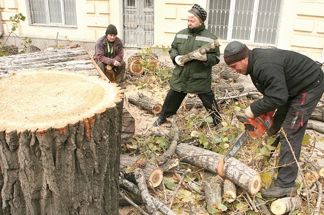 В Гайнском районе незаконно вырубили более 1 тысячи кубометров древесины.