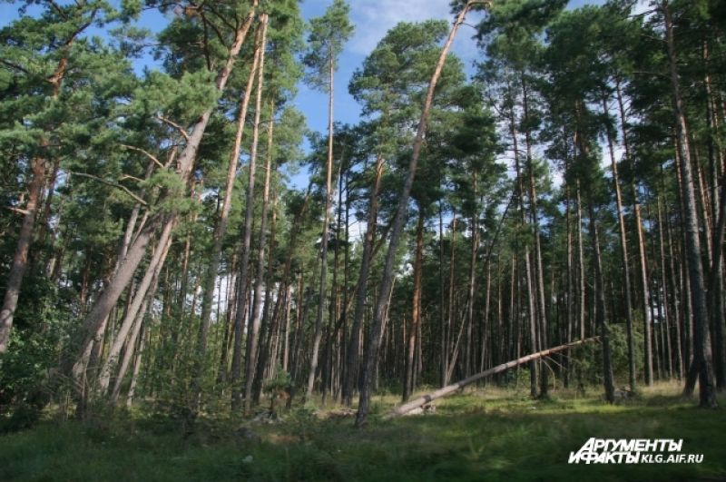 Этот лес туристы прозвали «пьяным»: сильные ветра склоняют вековые деревья. 