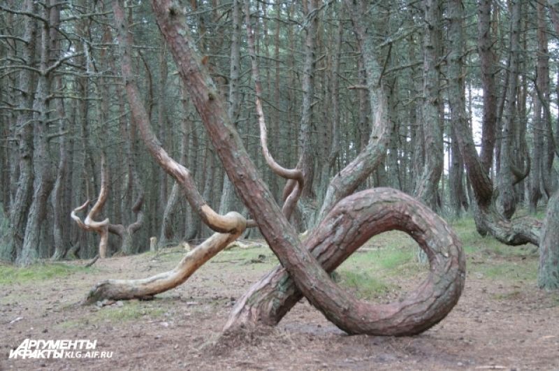 Один из главных символов Куршской косы - знаменитый «Танцующий лес». Существует много легенд о том, почему деревья принимают столь необычную зигзагообразную форму. 