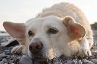 Специалисты отмечают рост заболеваемости бешенством среди собак