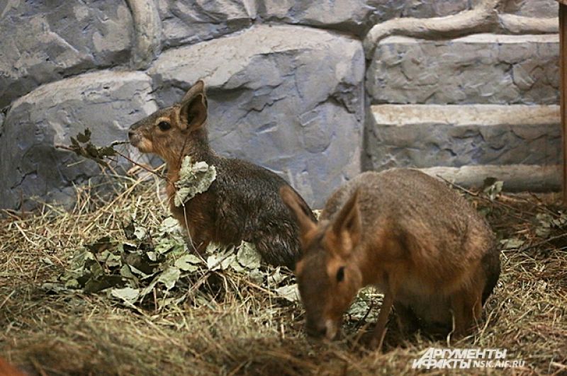 За один год в Новосибирском зоопарке рождается более двухсот детенышей разных животных