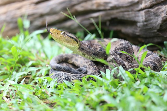Какие ядовитые змеи водятся в Подмосковье? | Природа | Общество | Аргументы  и Факты