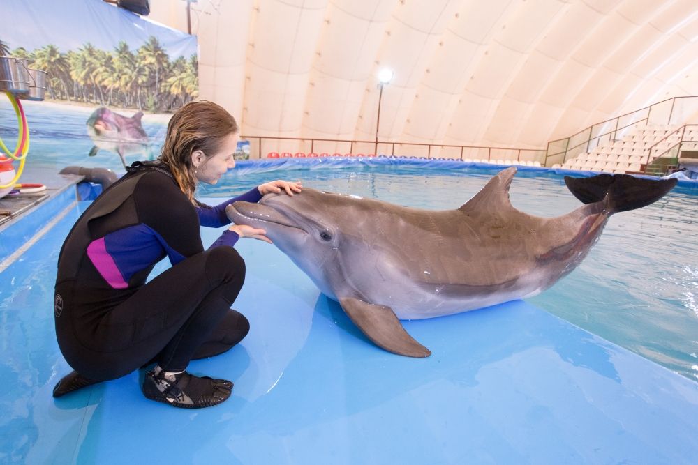 Дельфины согласятся работать только с тем, кого будут считать своим другом.