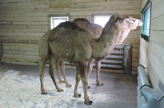 В тюменском зоопарке родился верблюжонок по имени Апрель