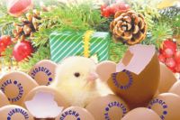 16 тысяч немецких цыплят станут «жителями» тюменской птицефабрики