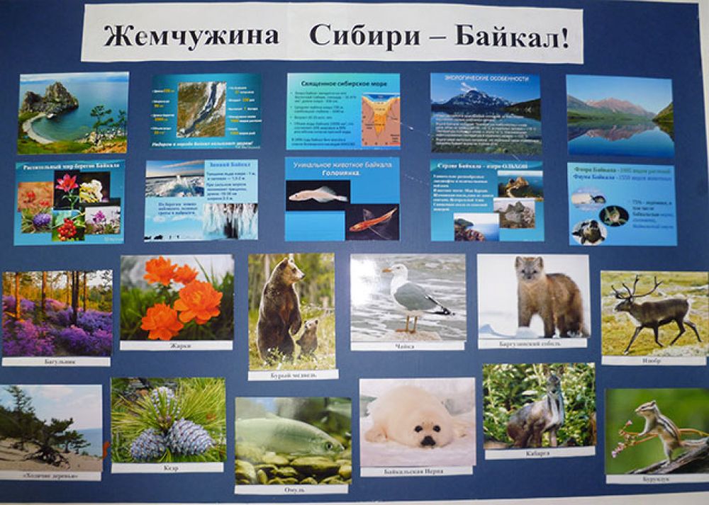 Участник №175 Сафонова Альбина