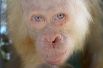 2 мая. Фонд спасения орангутанов Борнео опубликовал фотографию пятилетней самки орангутана-альбиноса. Обезьяна была спасена из плена властями района Капуас Хулу в Центральной провинции Калимантан, Индонезия. 