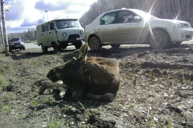 Лапушок - второй лось, сбитый на трассе в Прикамье за 9 дней.
