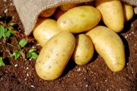 В Упоровском районе будут выпускать охлаждённый и бланшированный картофель 