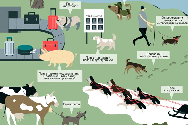 Какую энергию используют животные. Животное в инфографике. Животные помощники человека. Домашних животных в жизни человека. Инфографика про животных.