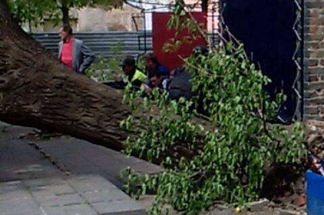 В Оренбурге дерево упала на автомобиль «Lexus» на улице Пушкинской 