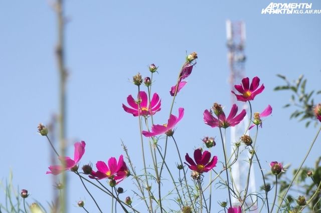 Летом в Тюмени появятся «цветочное пианино» и невиданные доселе растения