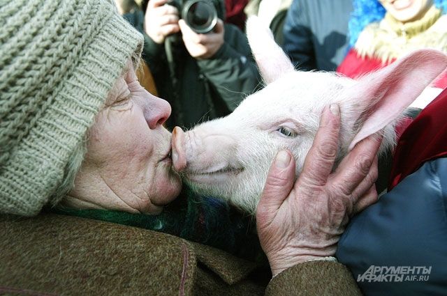 Близкие «отношения» со свининой могут привести к серьёзным последствиям.