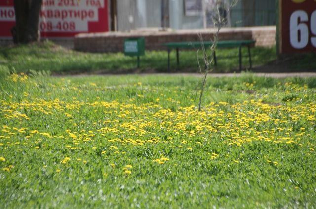 С каждым годом в Челябинске всё меньше зелени и цветов.