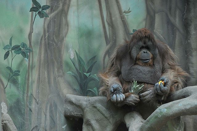 Орангутан в Московском зоопарке.