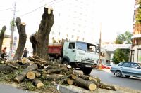 Красноярцы уже давно возмущены варварской обрезкой деревьев в городе.