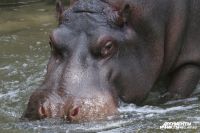 Калининградский зоопарк показал первое после зимы уличное купание бегемотов.