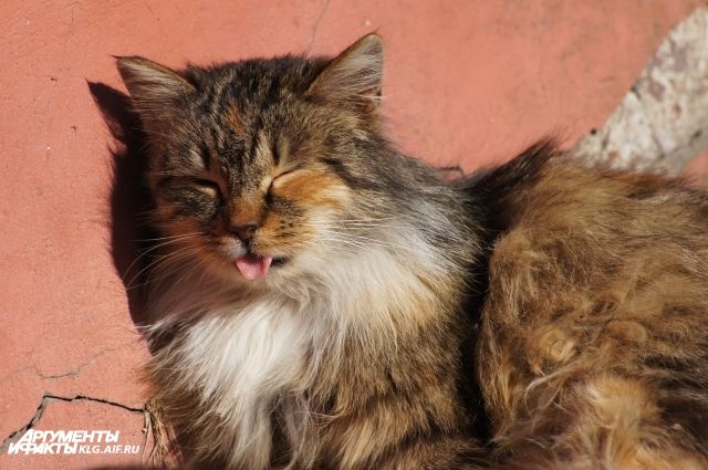 Приют для кошек-доноров планируют создать в Калининградской области.
