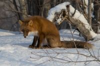 Отсутствие страха перед человеком у животного может означать, что оно заражено бешенством.