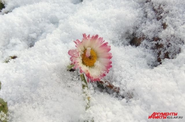 В Александровском районе выпал снег