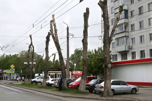 Челябинск, ул. Румянцева: деревья после обрезки похожи на чудовищ без головы.