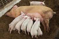Тюменские ветеринары опасаются африканской чумы свиней