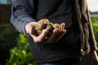 Работники упоровского предприятия украли со своей работы 8 тонн картофеля