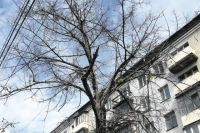 Почему засохли большие взрослые деревья в центре Челябинска? Из-за морозов, антигололёдного реагента или «дорожной революции»? 