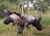 Журавли чувствуют себя комфортно