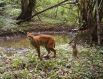 Рысь, которая пришла со своим ребенком