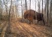 Огромный зубр вышел на прогулку