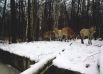 Лошади Пржевальского обустроились на новой территории