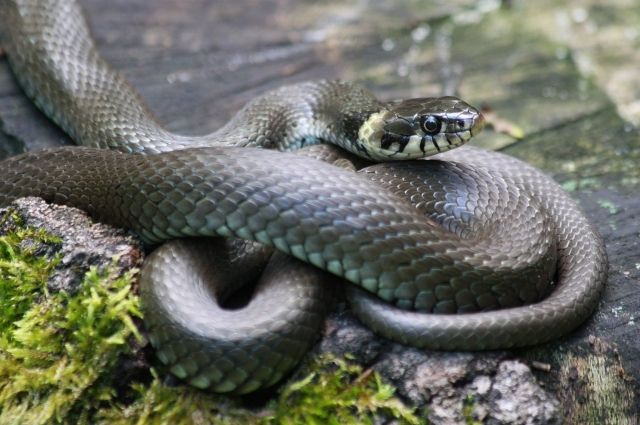 Отсасывать яд змеи врачи категорически запрещают.