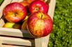 Яблоки. Очиститель крови, они полезны для лимфатической системы, без которой не будет нормального кроветворения. В яблоках есть вещества, которые помогают усваивать железо. 