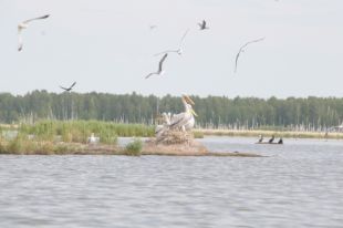 Чистый воздух и вода региона комфортны не только для людей.