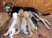 14 июня. Собака кормит четырех новорожденных тигренков и щенка в заповеднике, провинция Шаньдун, Китай.