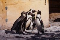Все пингвины охотно общаются друг с другом.