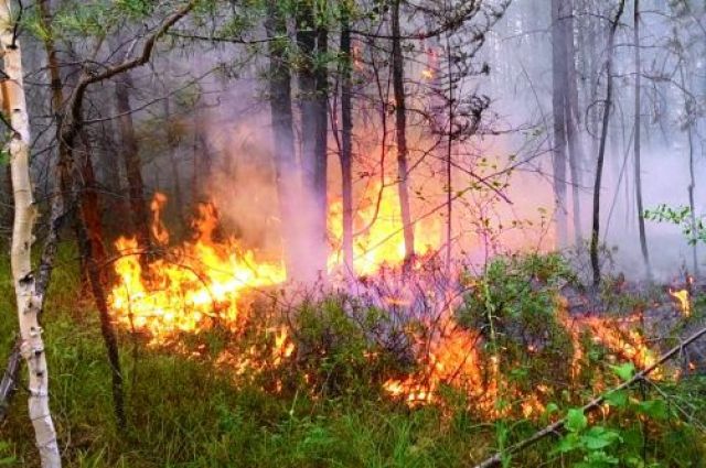 Обнаружив пожар в лесу, звоните на прямую линию лесной охраны 8-800-100-94-00.
