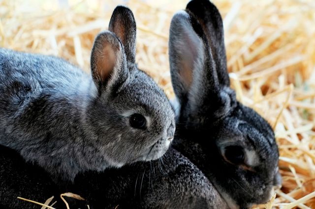 В России всего около десяти крупных кролиководческих ферм. 