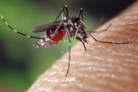 В этом году комары попили немало кровушки у оренбуржцев.