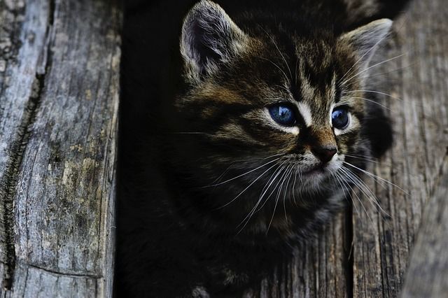 В Тюмени спасли котёнка, который две недели пищал в закрытой квартире