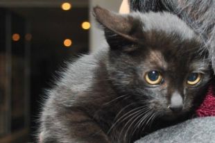 Кот