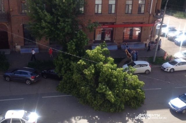 В Оренбурге за Домом Советом на проезжую часть рухнуло дерево