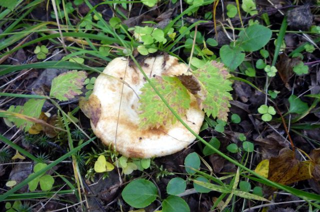 В тюменских лесах появились первые грибы