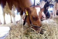 Максимальный грант на развитие семейной животноводческой фермы, где разводят крупный рогатый скот, - до 30 млн рублей.