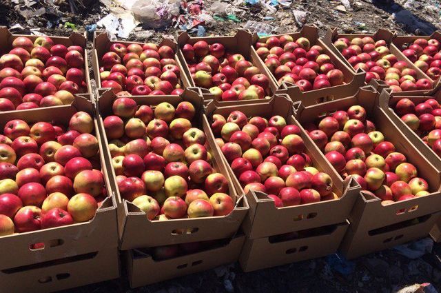 Больше тонны яблок уничтожат под Новосибирском