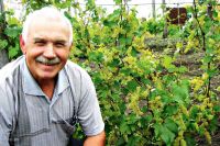 На участке у Виктора Митина  более 100 сортов винограда.