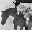 1 место в категории «Животные» — Лошадь в конюшне, Андалузия, Испания.