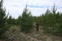 Центр защиты леса ведет обследование предгорных лесов и Салаирского кряжа.
